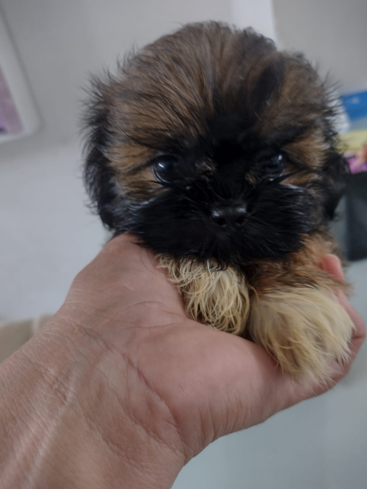 Portal Vendocão Shih Tzu Fortaleza