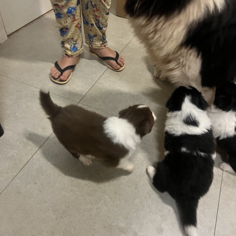 Lindos filhotes de Border Collie. 2500,00 cada - Foto 3