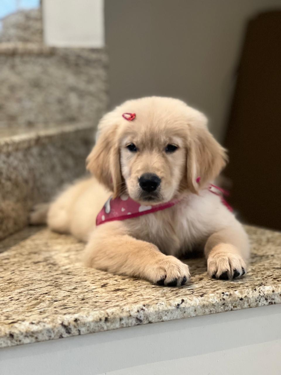 Portal Vendocão Golden Retriever Macho Rio Claro 