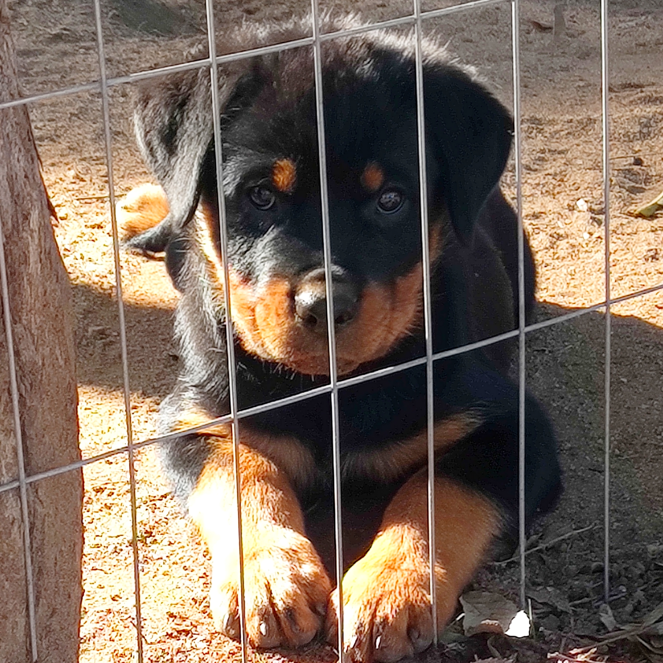 Portal Vendocão Filhote de Rottweiler disponível  Rio Pardo