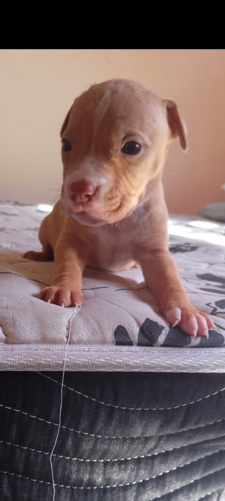 Portal Vendocão Filhotes de American bully Nova iguaçu 