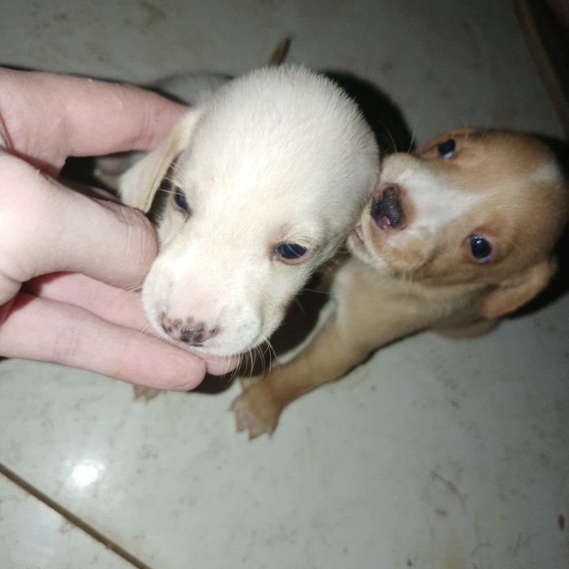 Filhotes de Golden retriever com pastor alemão - Foto 2