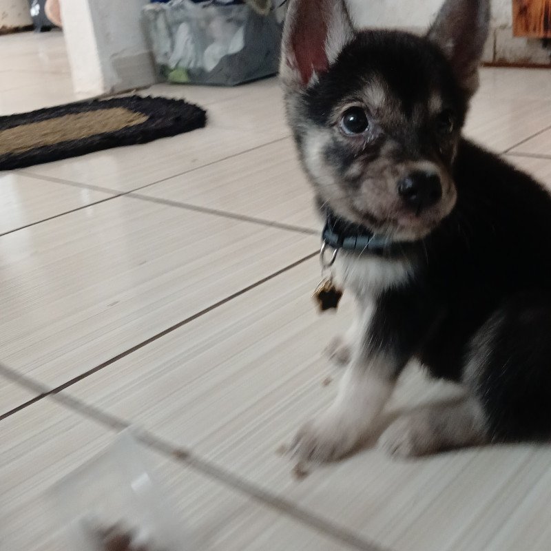 Lindo filhote de husky siberiano 1 mês e 2 semana vai completar 2 meses dia 02 /09 - Foto 2