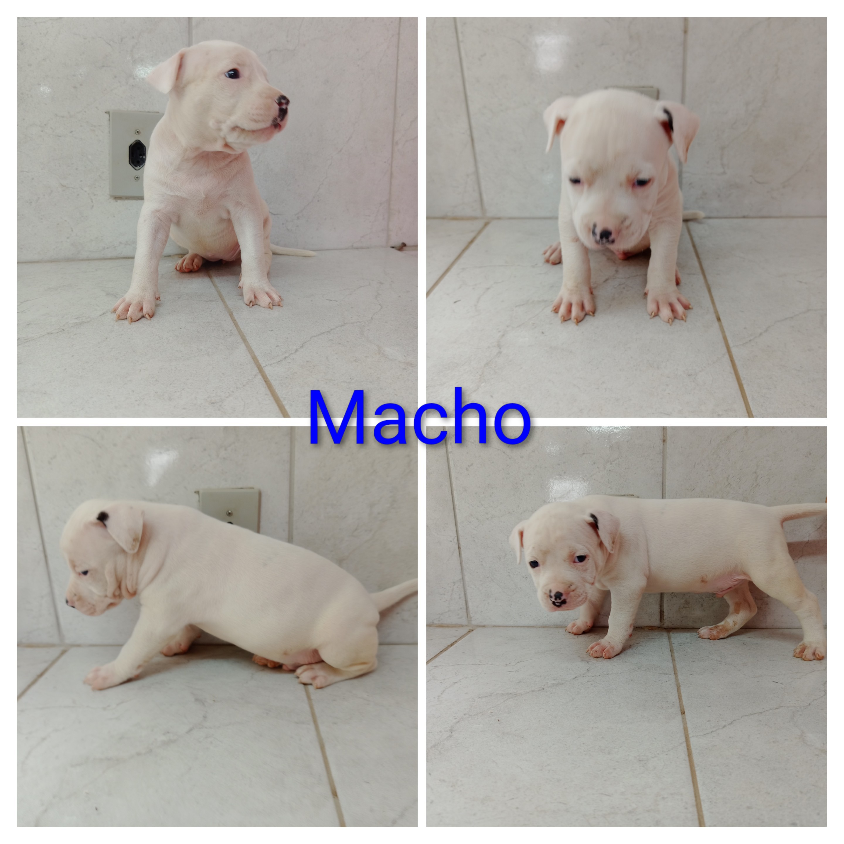 Filhotes de American staffordshire terrier 