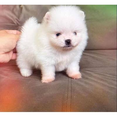 Portal Vendocão Filhotes de Lulu da Pomerânia Lindos Rio de Janeiro