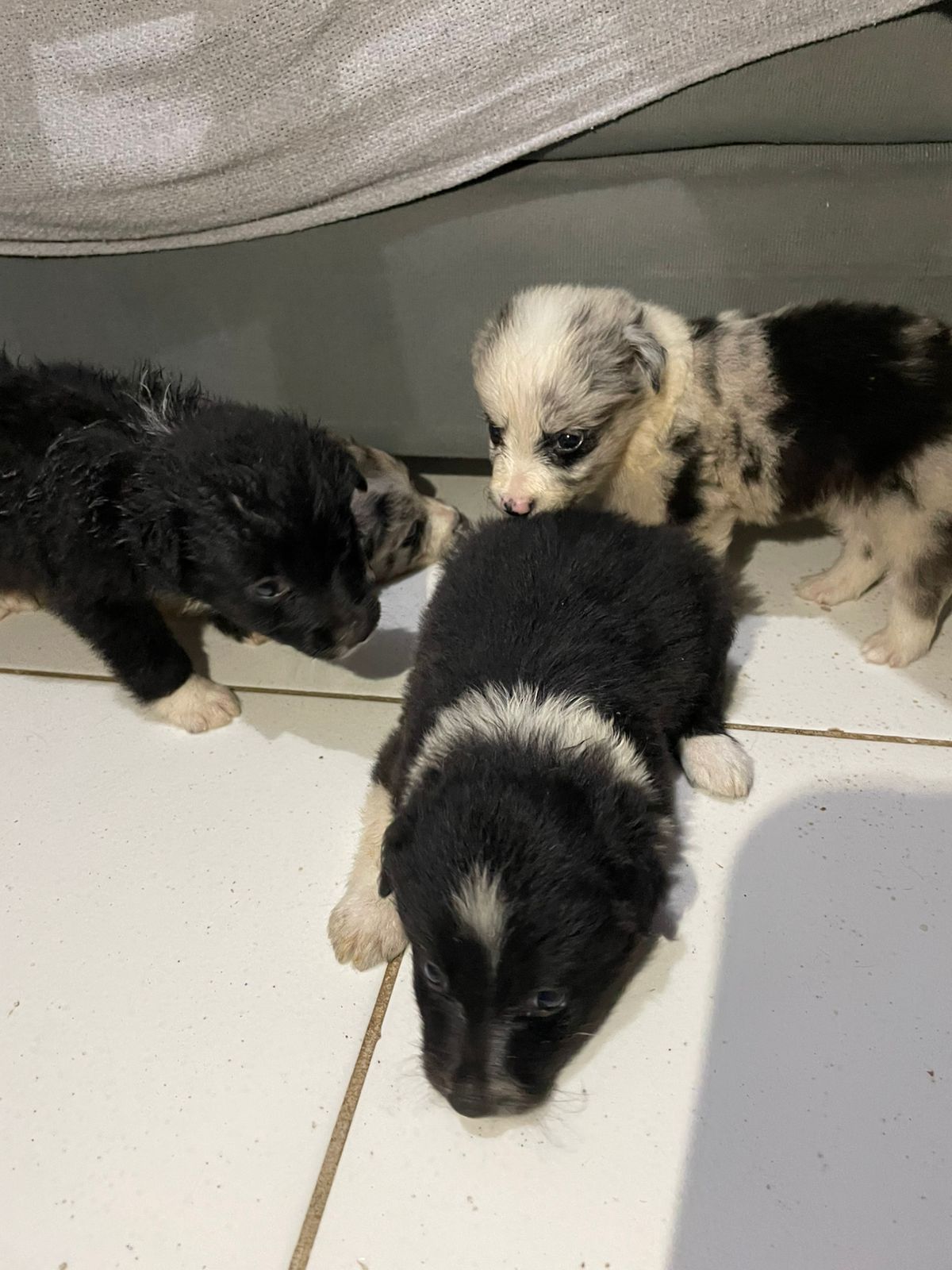 Vendo border collie  - Foto 1