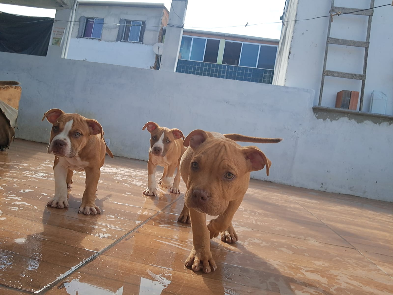 American bully - Foto 3