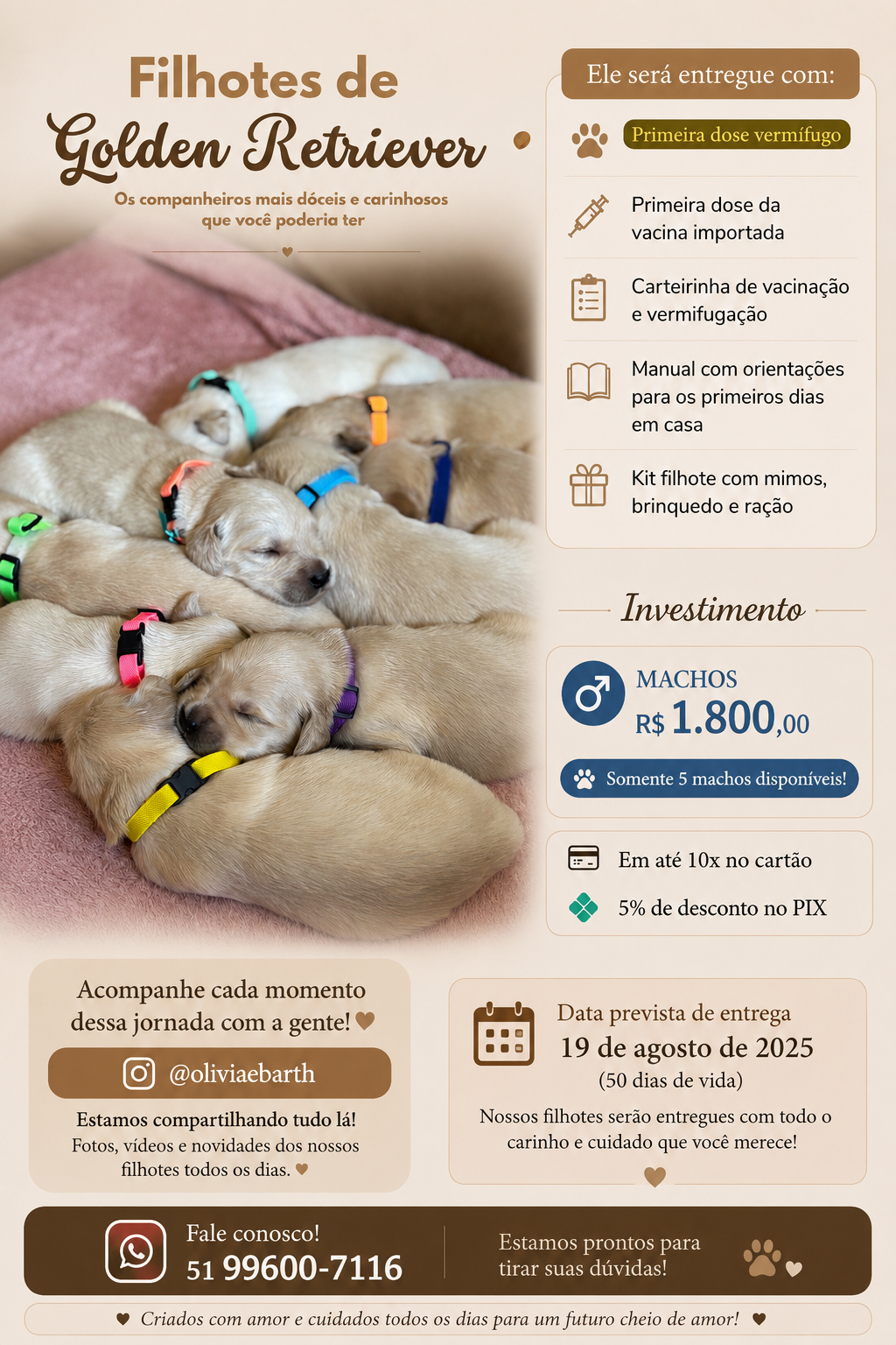 Lindos filhotes Golden Retriever