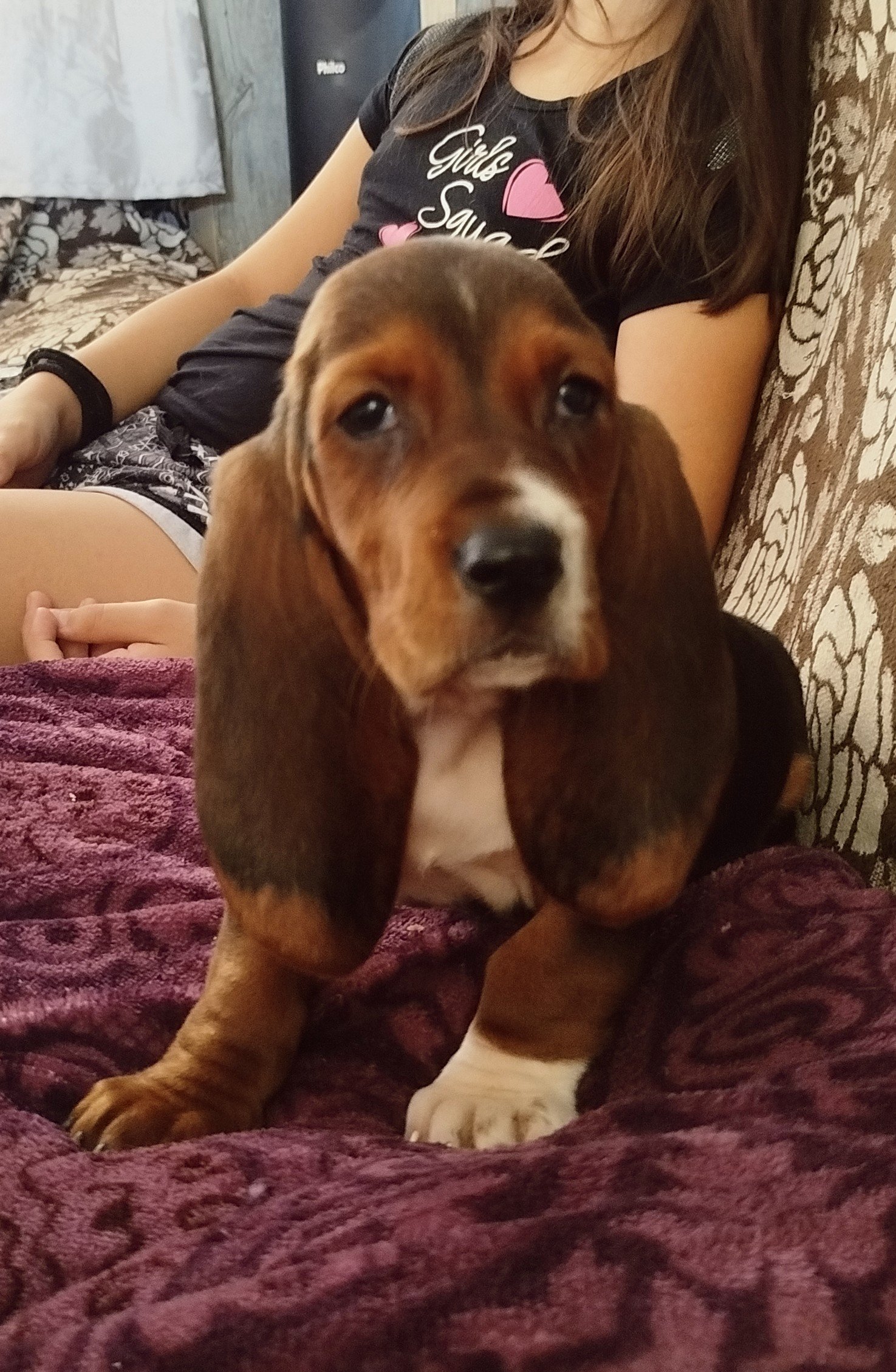 Basset hound fêmea  - Foto 1