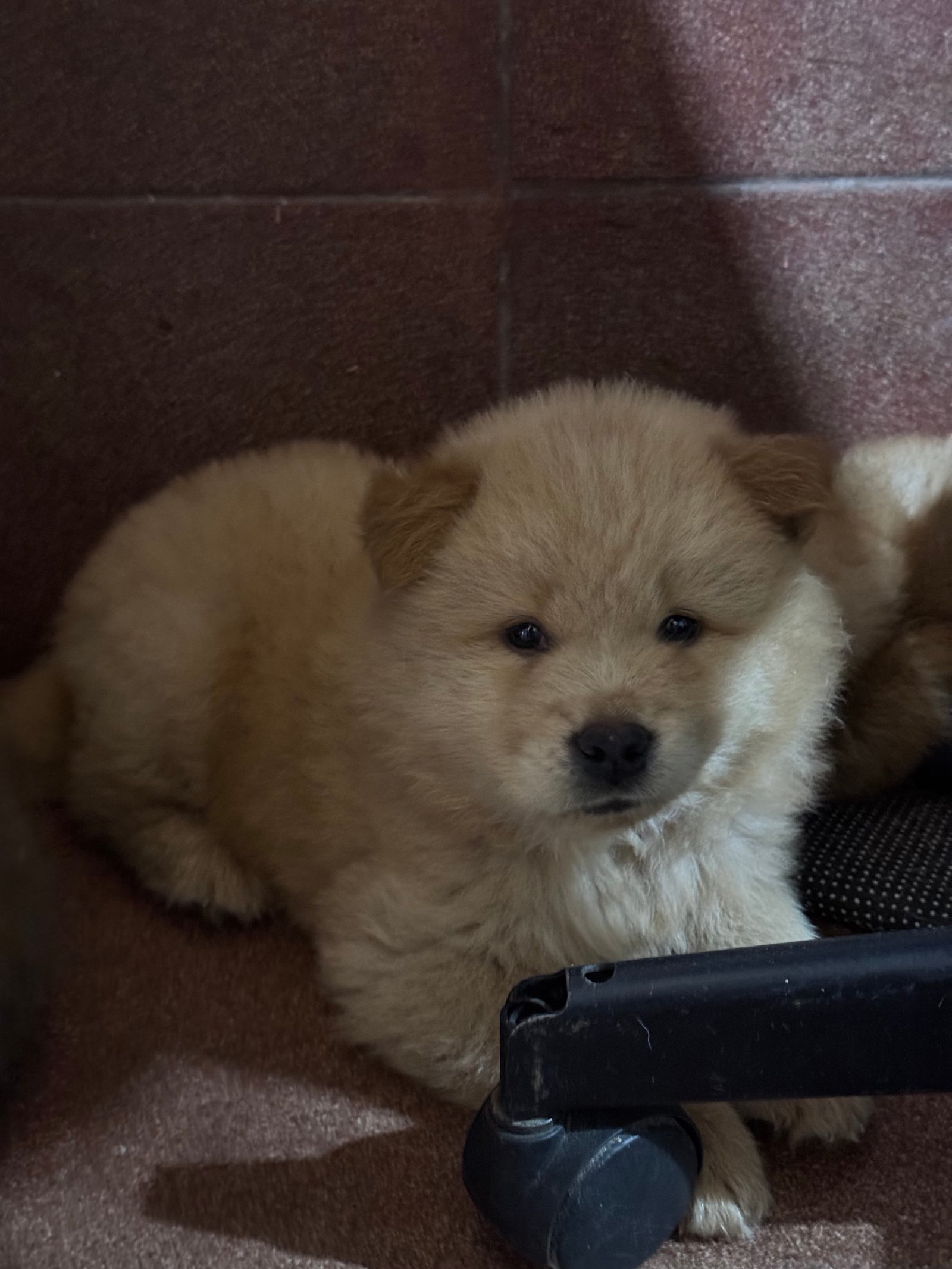 Chow-Chow Filhotes - Foto 5