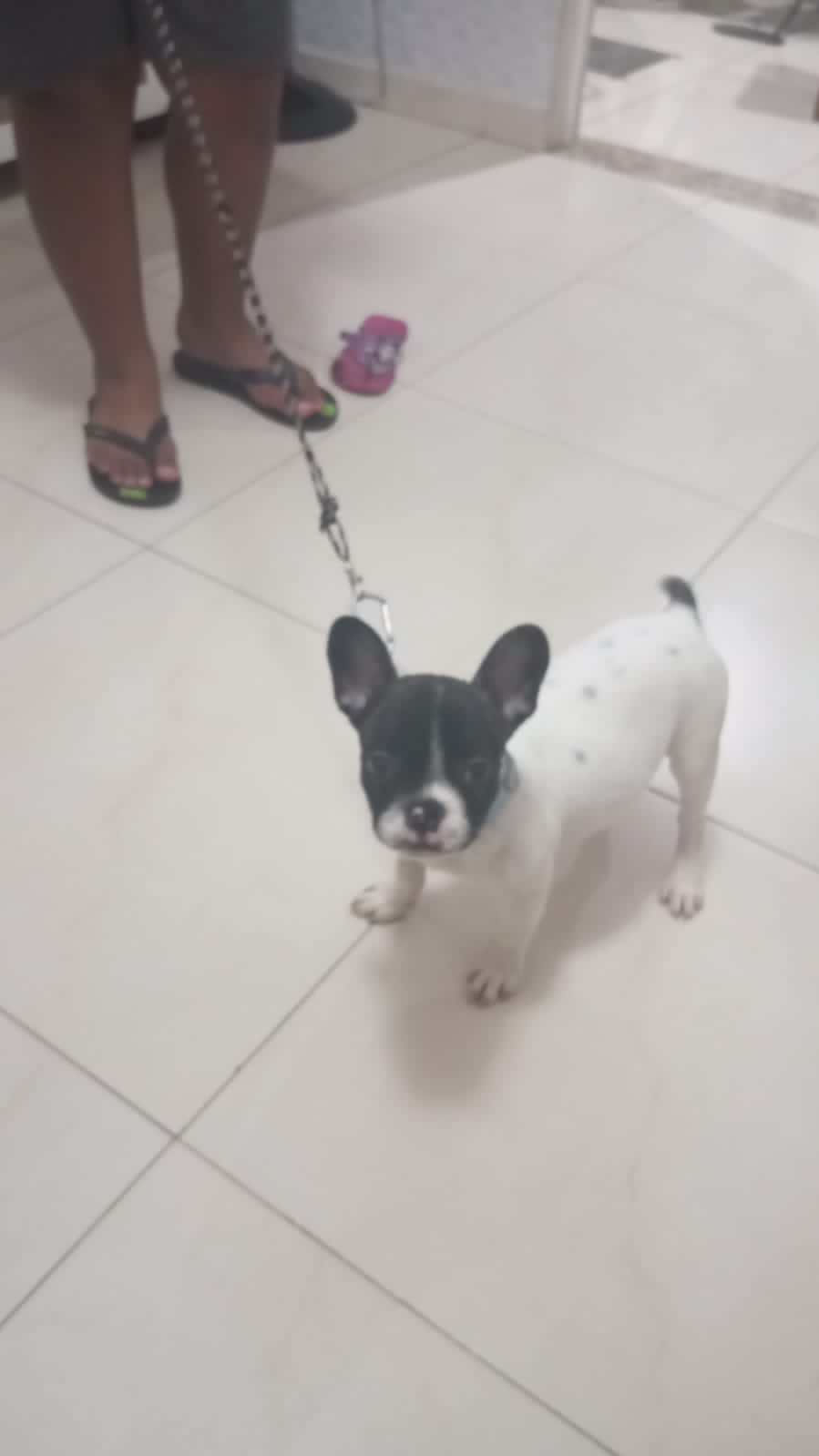 Vendo um adorável buldog francês de 3 messes, vermifugado e com 2 vacinas,estou vendendo por falta de espaço.  - Foto 1