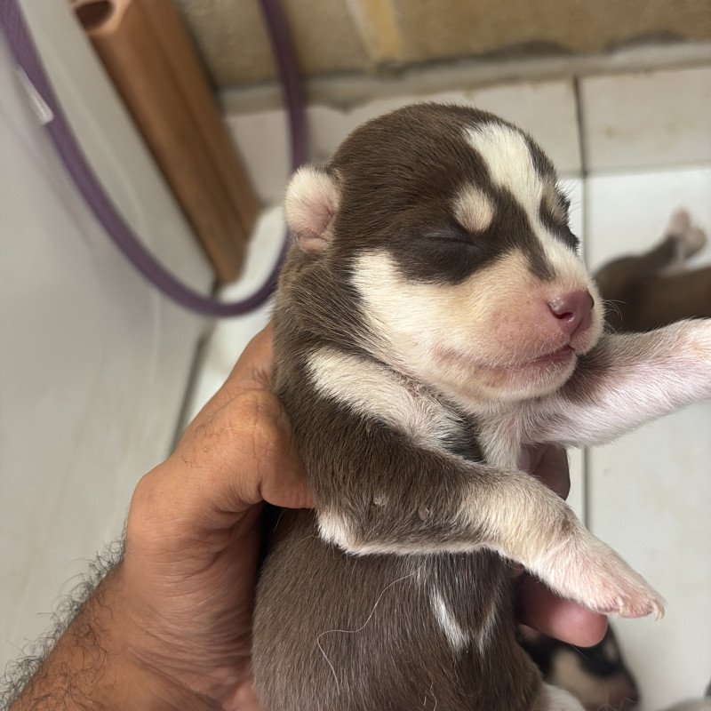 Filhotes de Husky siberiano - Foto 2