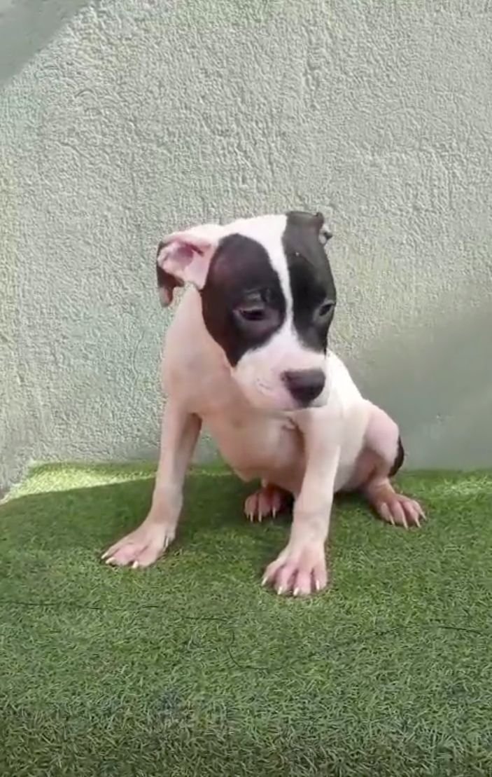 Pit bull Terrier 