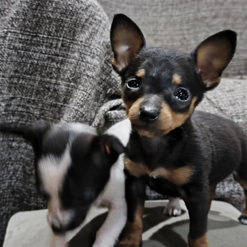 Lindos filhotes pinscher - Foto 3