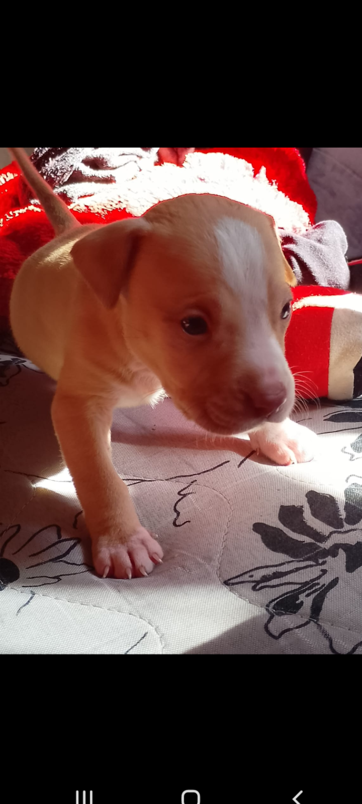Portal Vendocão Filhotes de American bully Nova iguaçu 