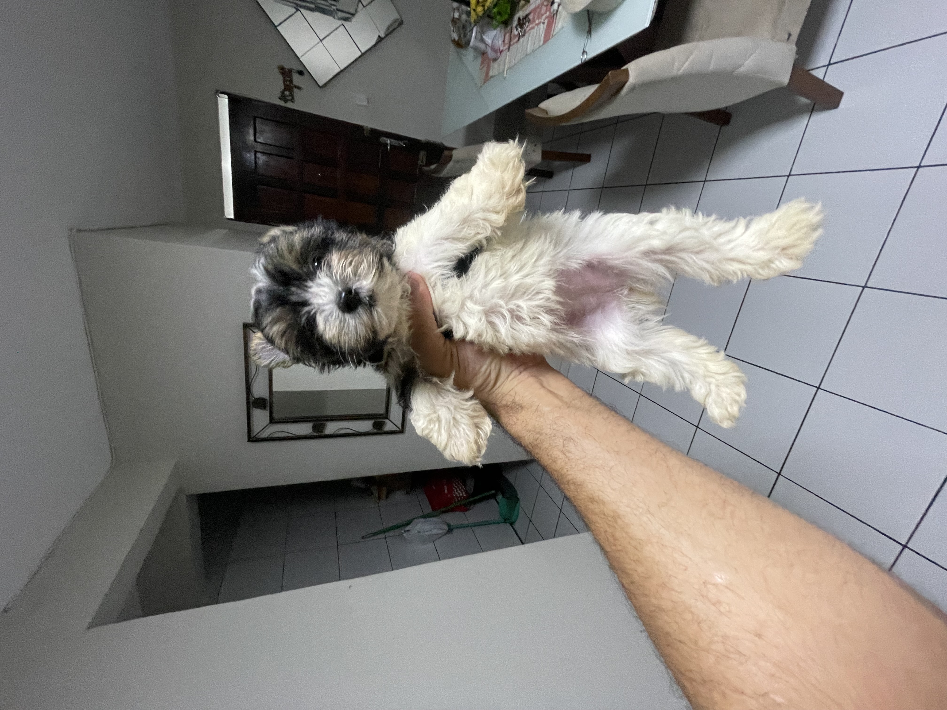 Portal Vendocão Vendo filhotes de Biewer Terrier João Pessoa 