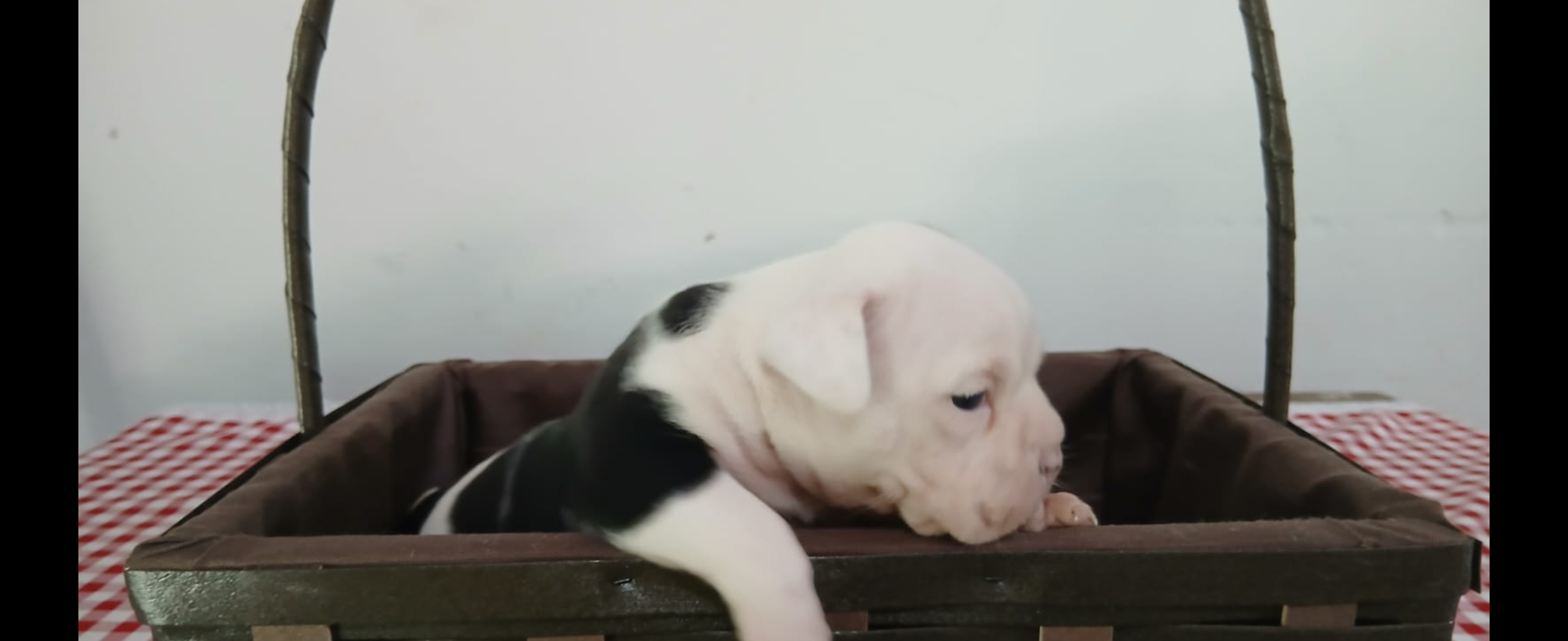 Portal Vendocão Filhotes american Bully  Magé