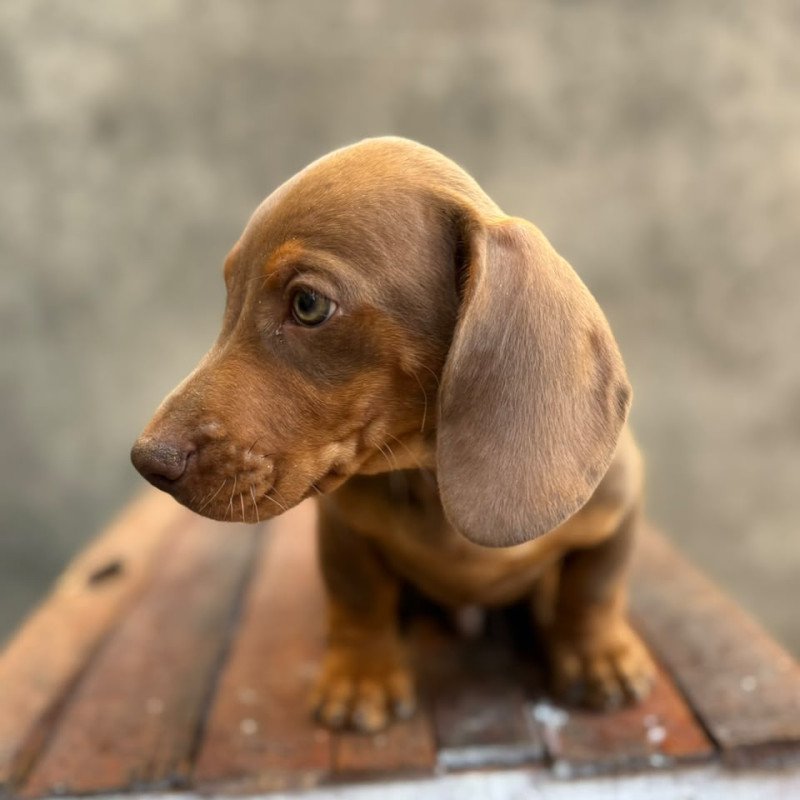 FILHOTE MACHO DACHSHUND À VENDA!