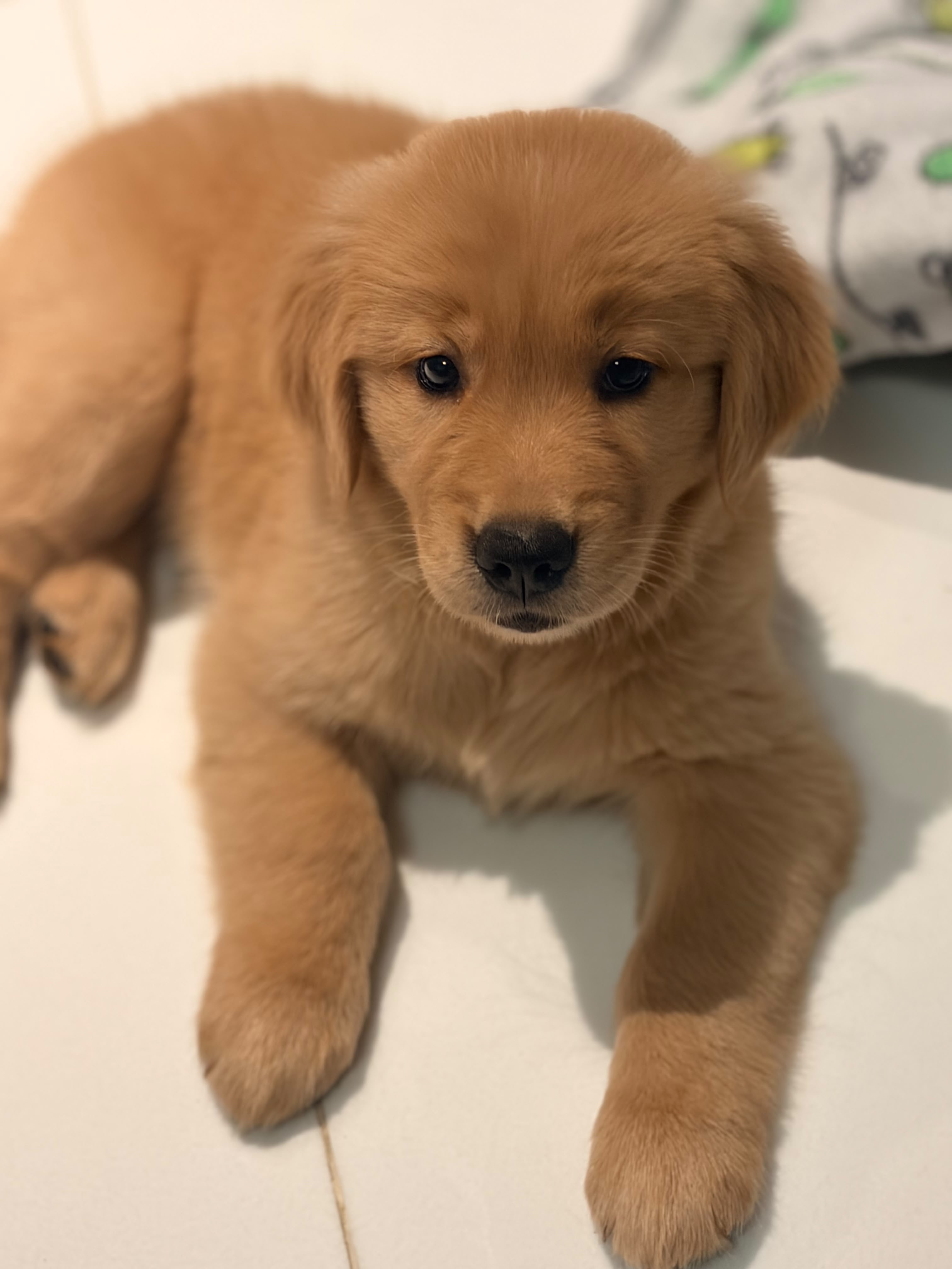 Golden Retriever - Foto 1