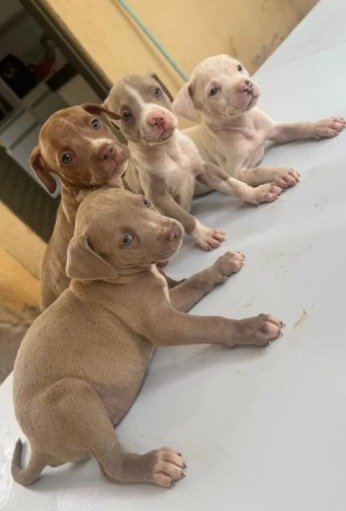 Filhotes Pitbull Red Nose Puros | Machos e Fêmeas | Vermifugados | Goiânia - Foto 4