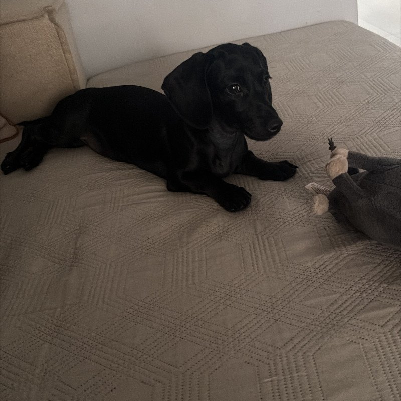 DACHSHUND KANINCHEN PRETINHA