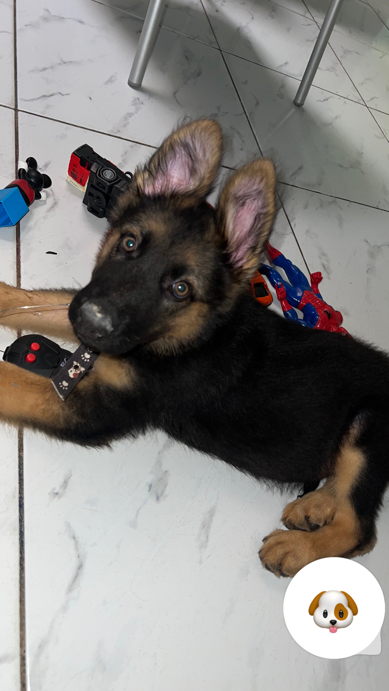 Portal Vendocão Pastor alemão  Fortaleza 