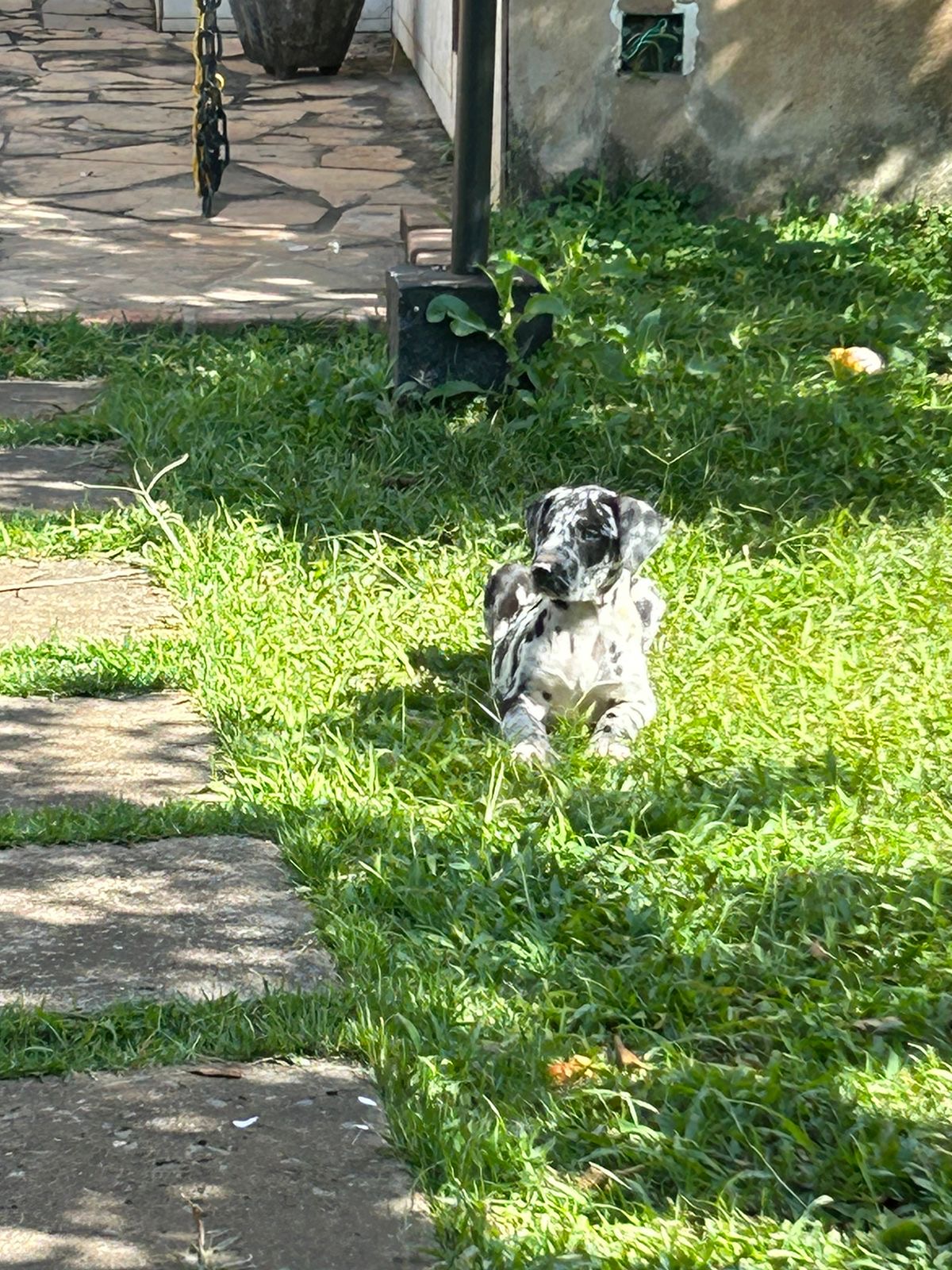Portal Vendocão Dogue alemão  Belo Horizonte 