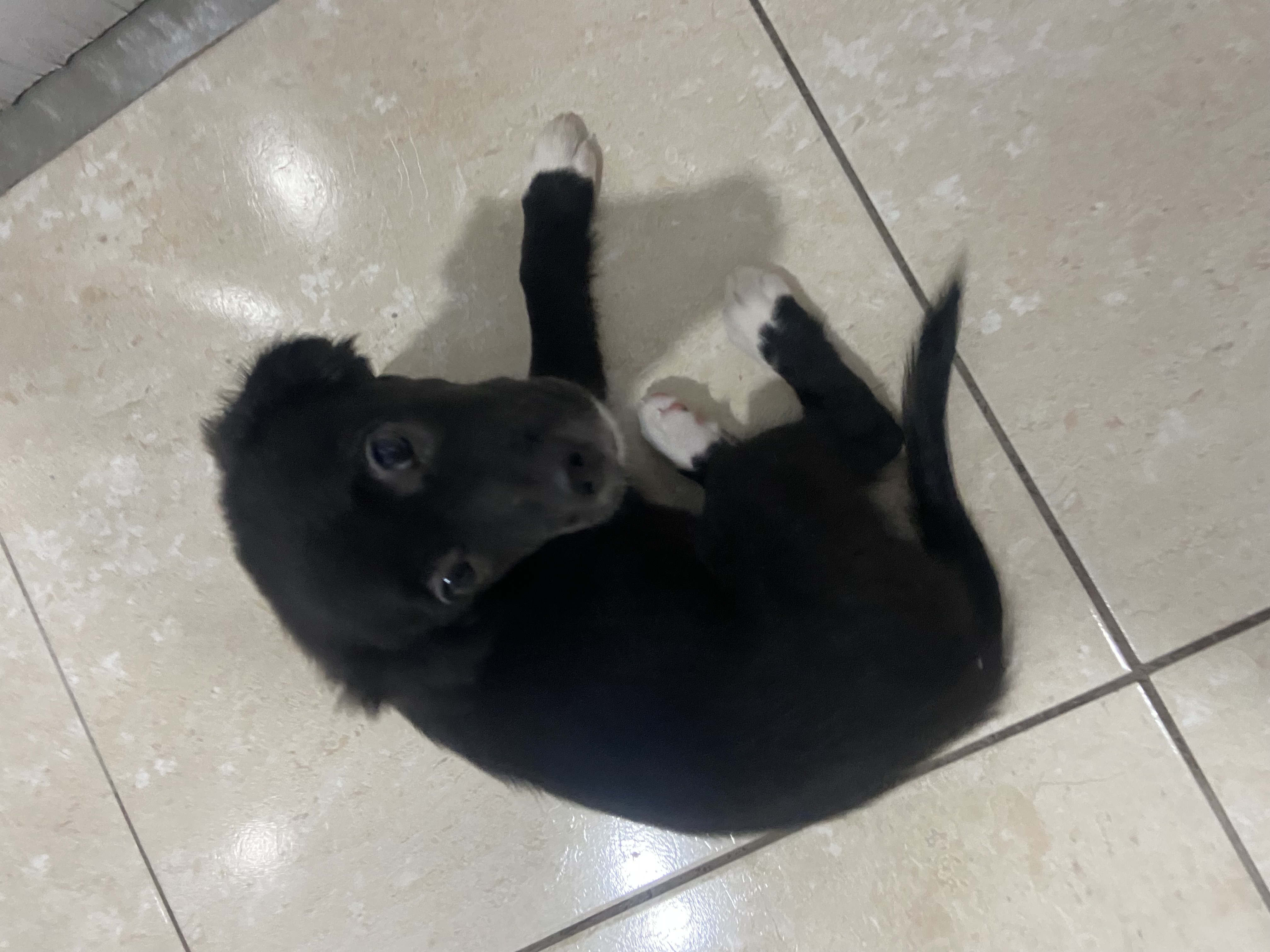 Portal Vendocão Cachorro  Goiânia 
