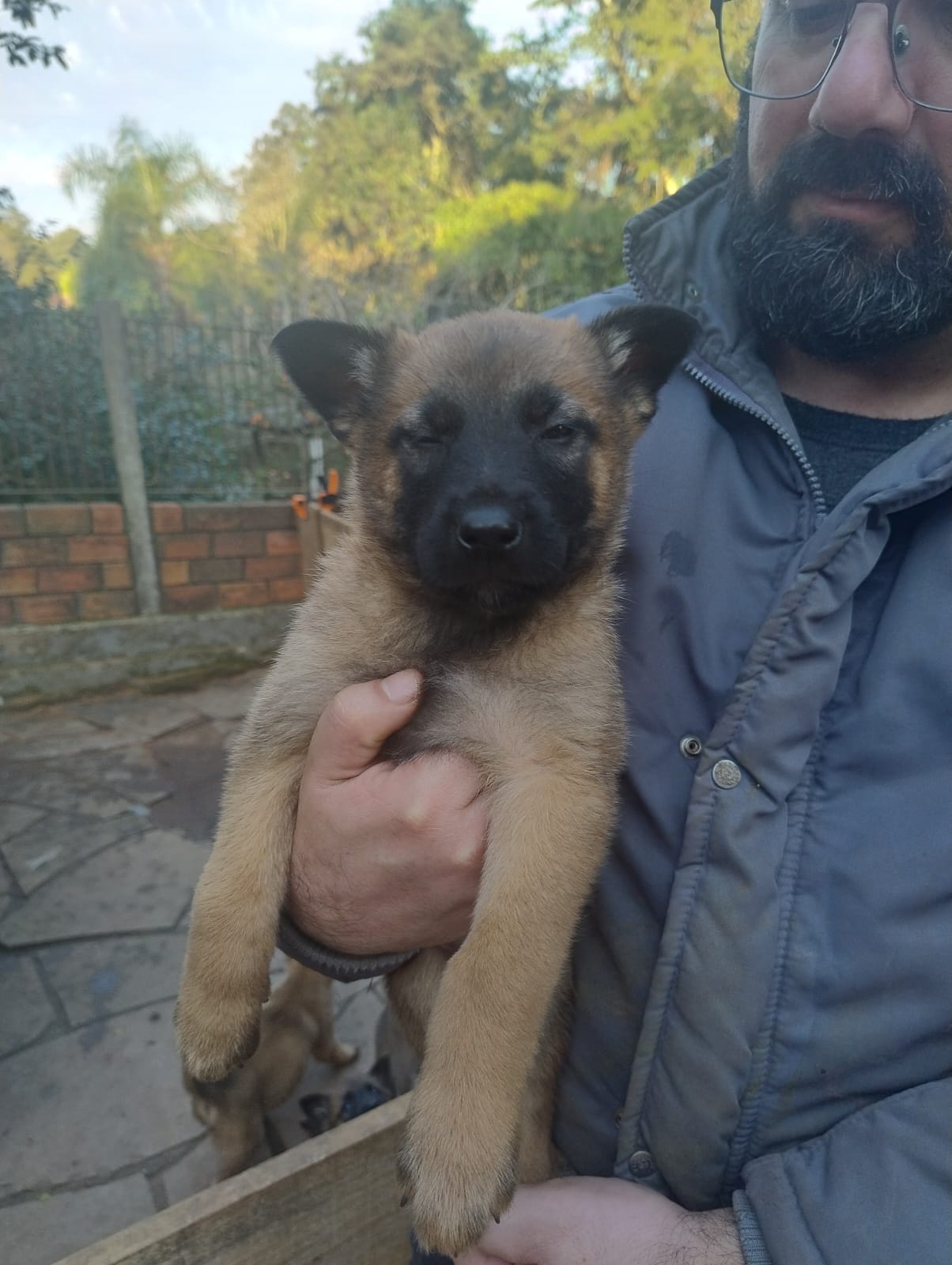 Portal Vendocão Vendo Filhotes de Pastor Belga Malinois Gravataí