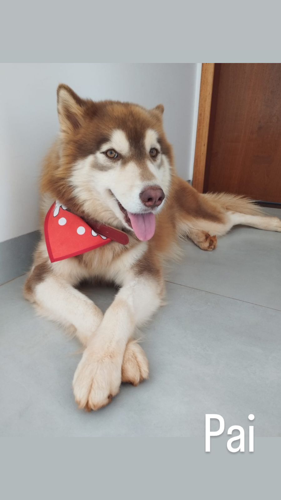 Portal Vendocão 🐾 Filhotes de Husky Siberiano – Machos 🐾 Dourados