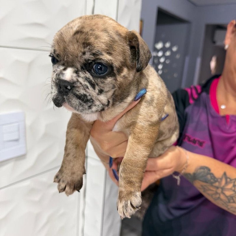 Buldogue francês macho e fêmea