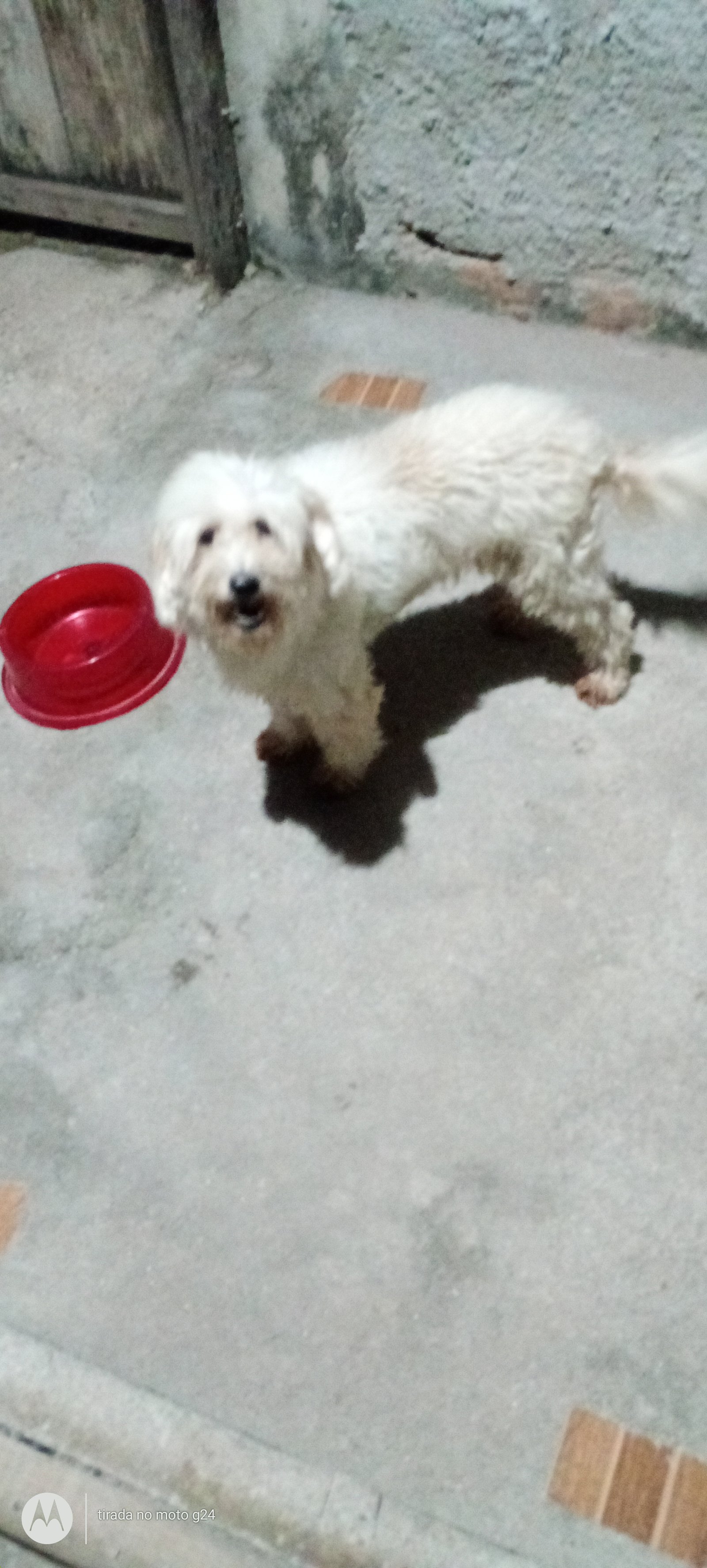 Doa se um cachorro achei na rua só não fico porque na tenho 4 dispenso cometarios - Foto 1