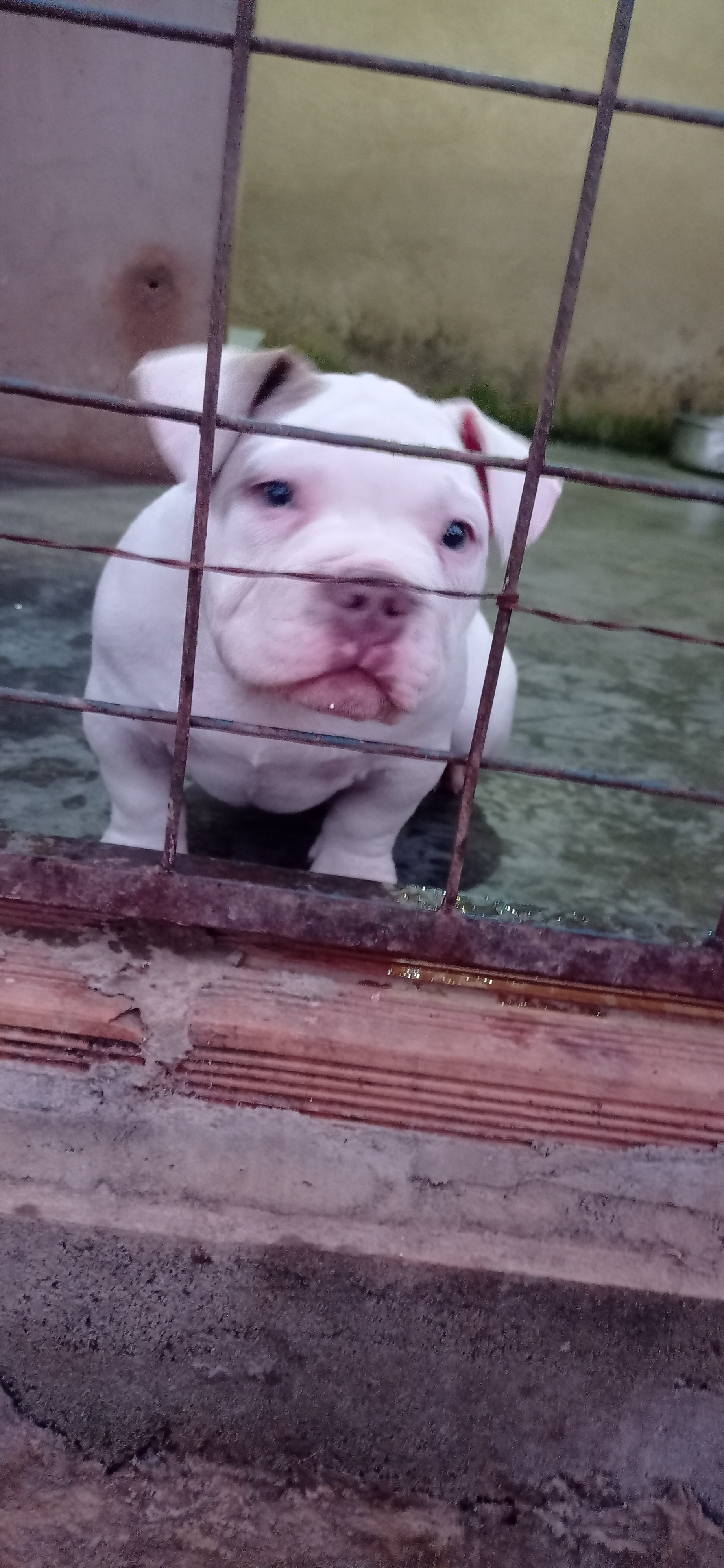 Portal Vendocão Vende-se filhote de América Bully micro  Montes claros 