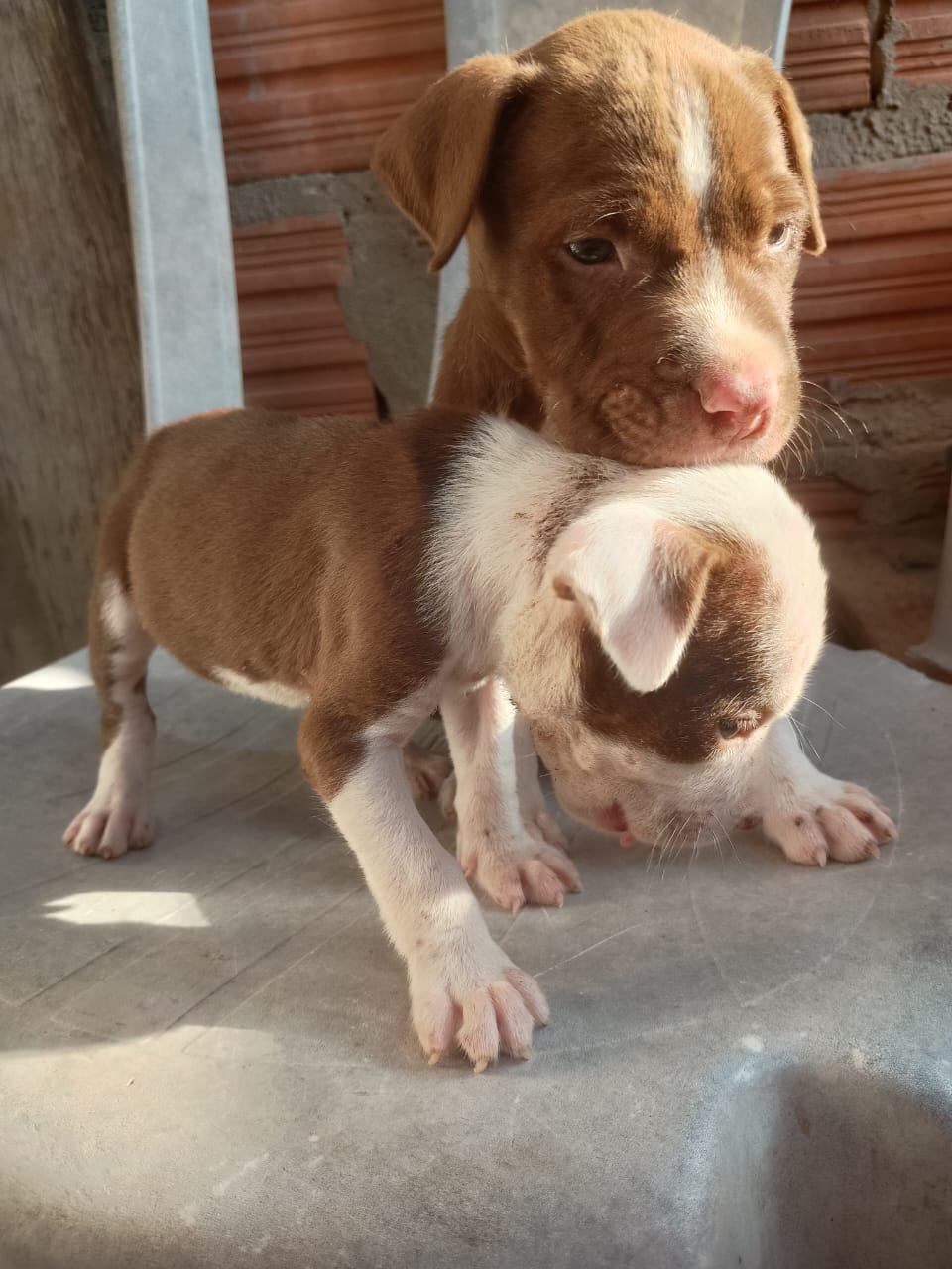 Portal Vendocão Vendo filhote de Pitbull  São Luís 