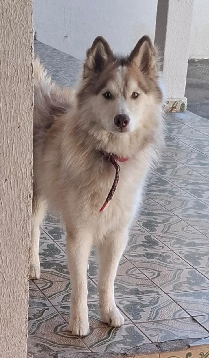 Portal Vendocão Husky Goiânia