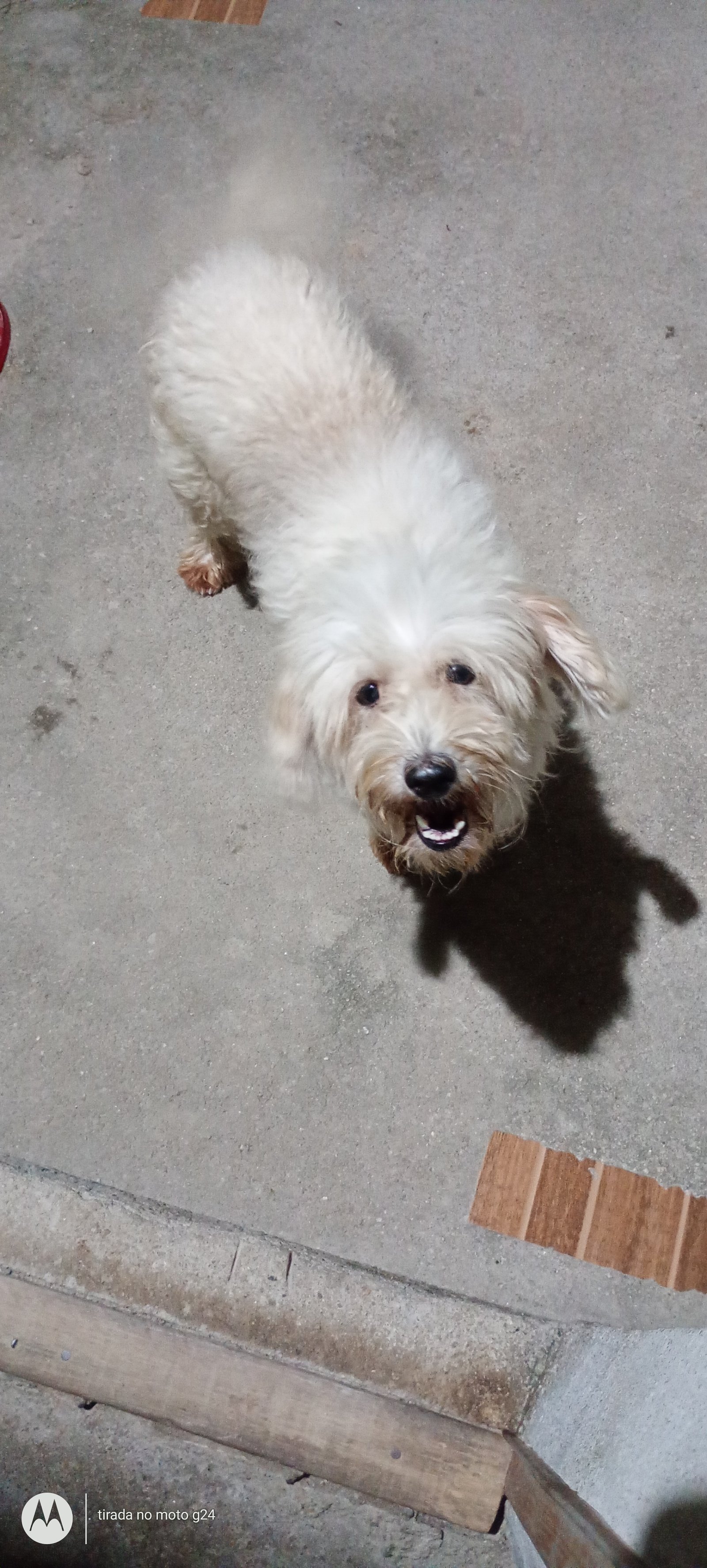 Doa se um cachorro achei na rua só não fico porque na tenho 4 dispenso cometarios - Foto 2