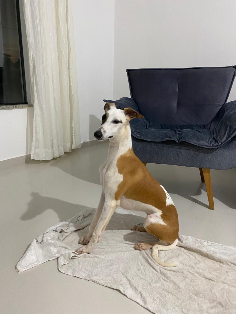 Vendo Whippet com Pedigree, 1,6 ano