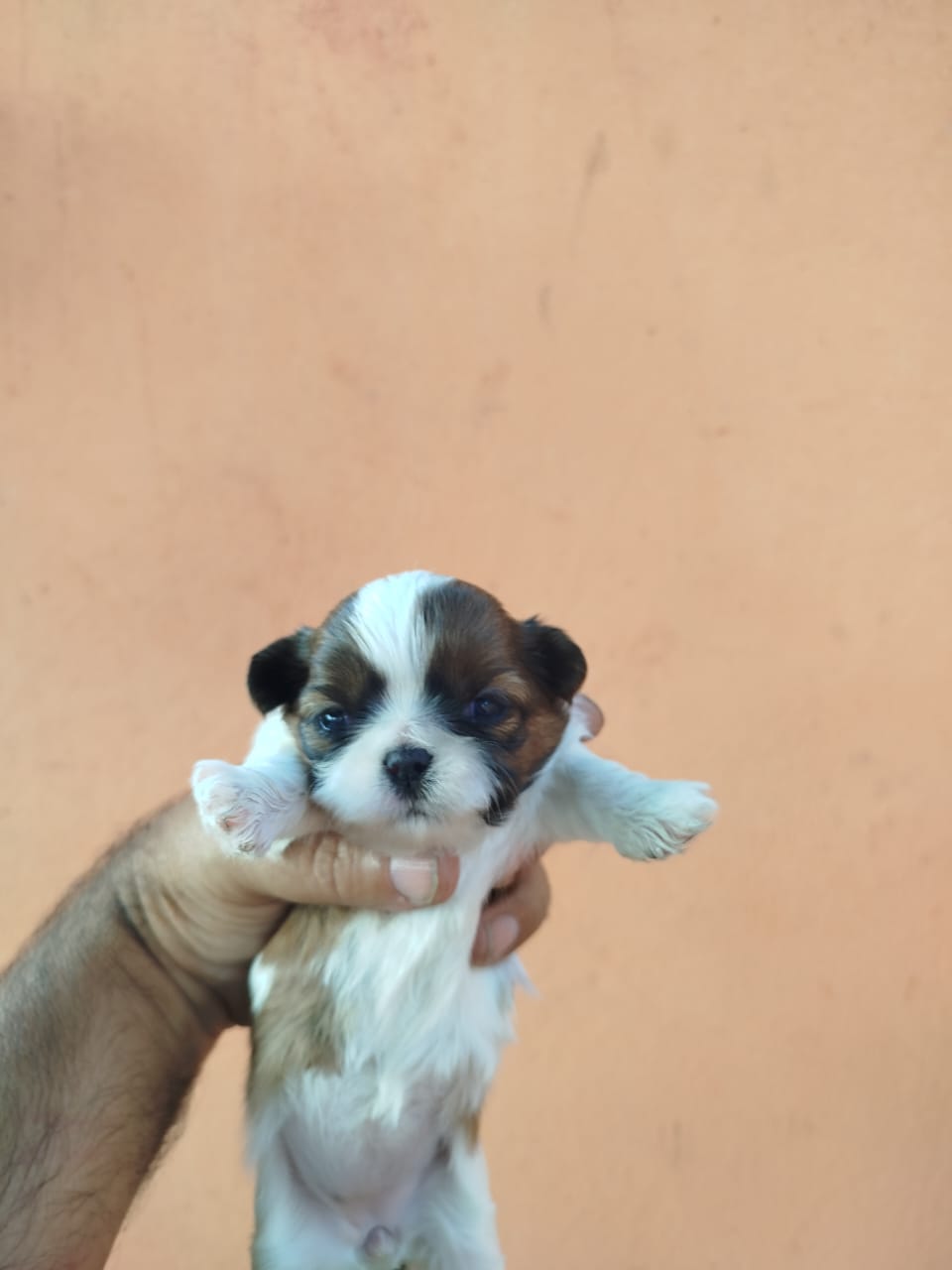 Shitzu  - Foto 1