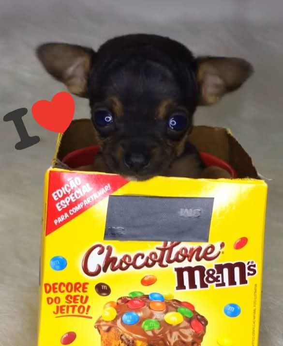 Portal Vendocão Pinscher miniatura 00 São José do Rio preto 