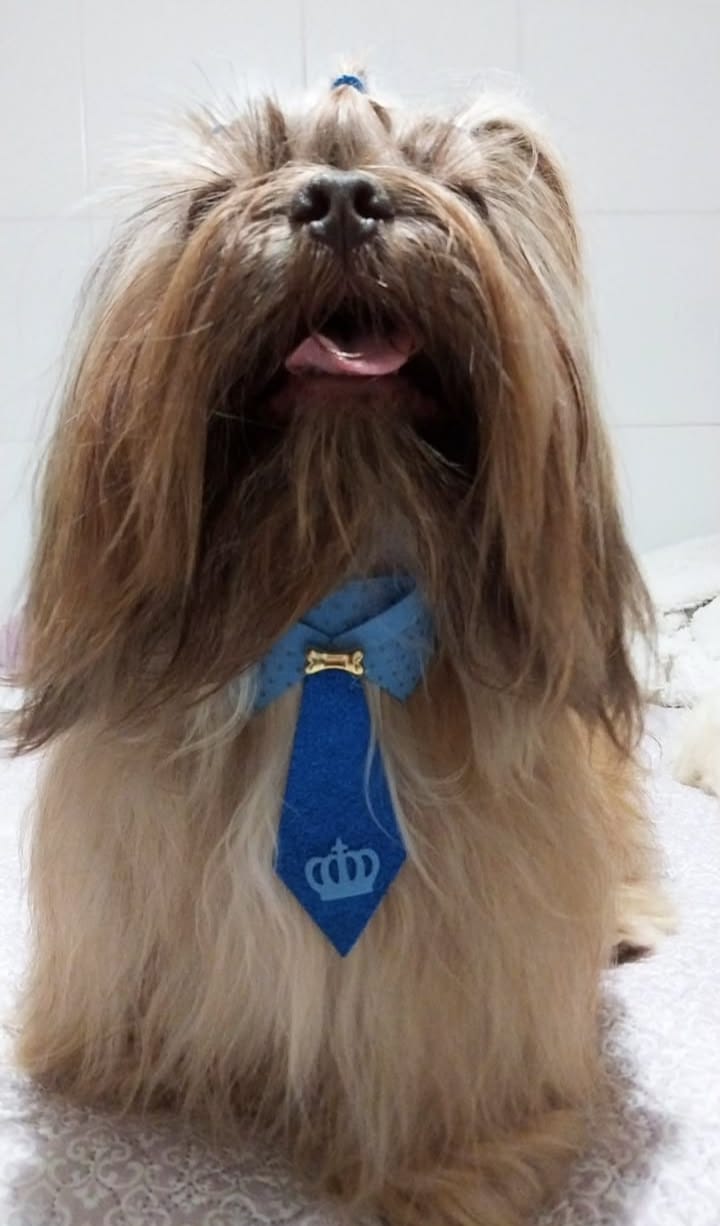 Portal Vendocão Filhotes legítimos de shih-tzu com olhos azuis hipnotizantes  Juazeiro