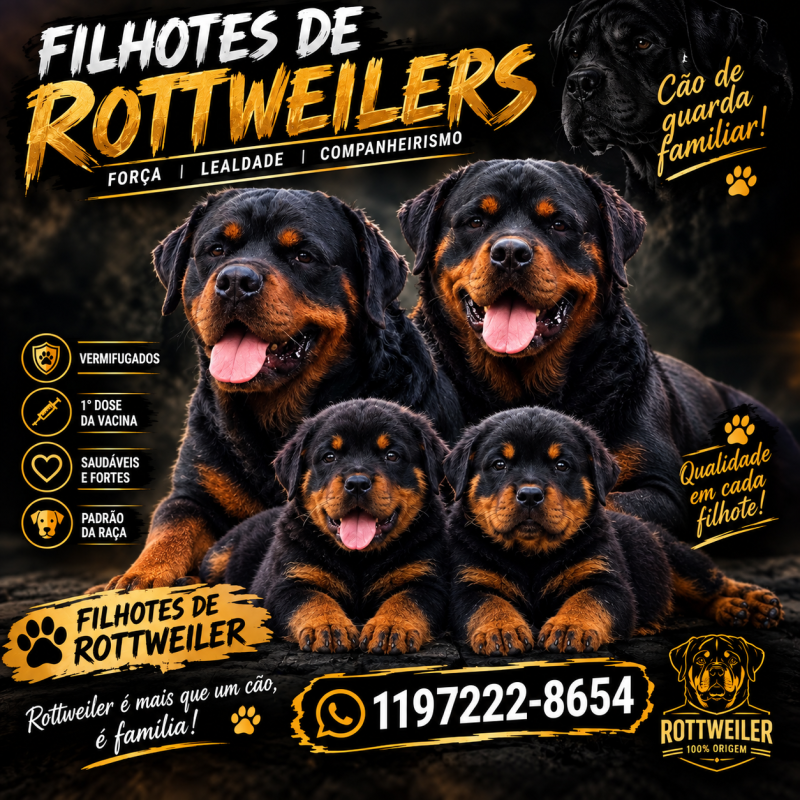 Filhote de Rottweiler Macho