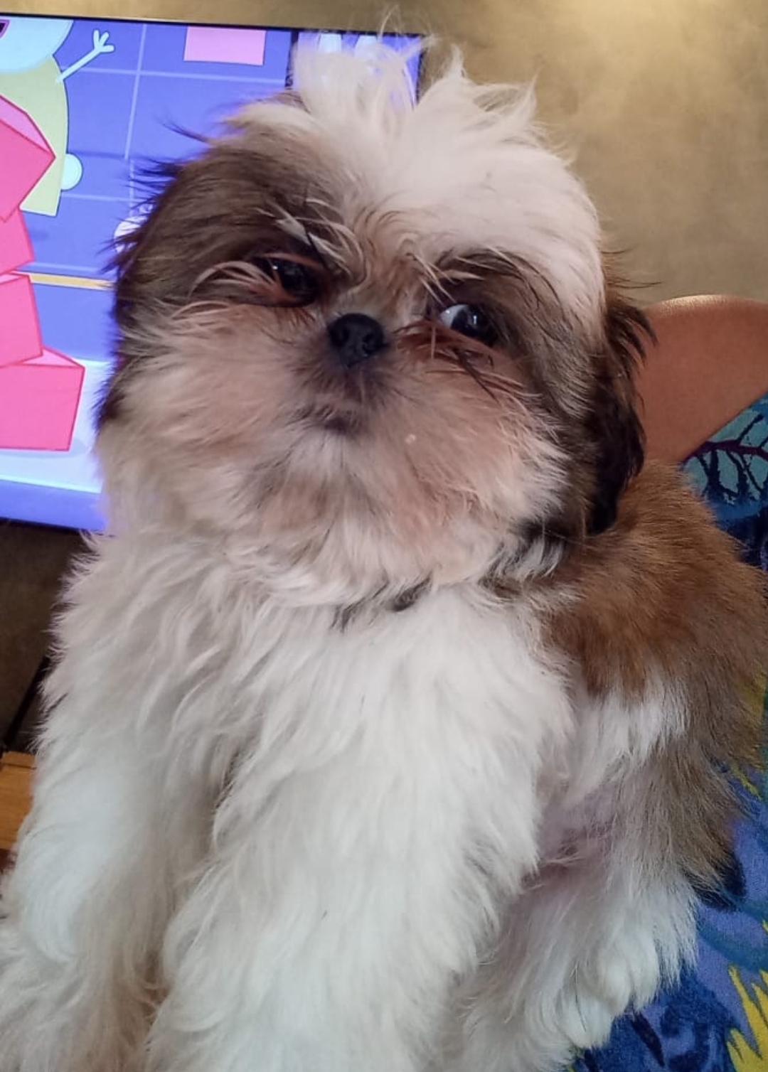 Shih-tzu 60 dias - Foto 2