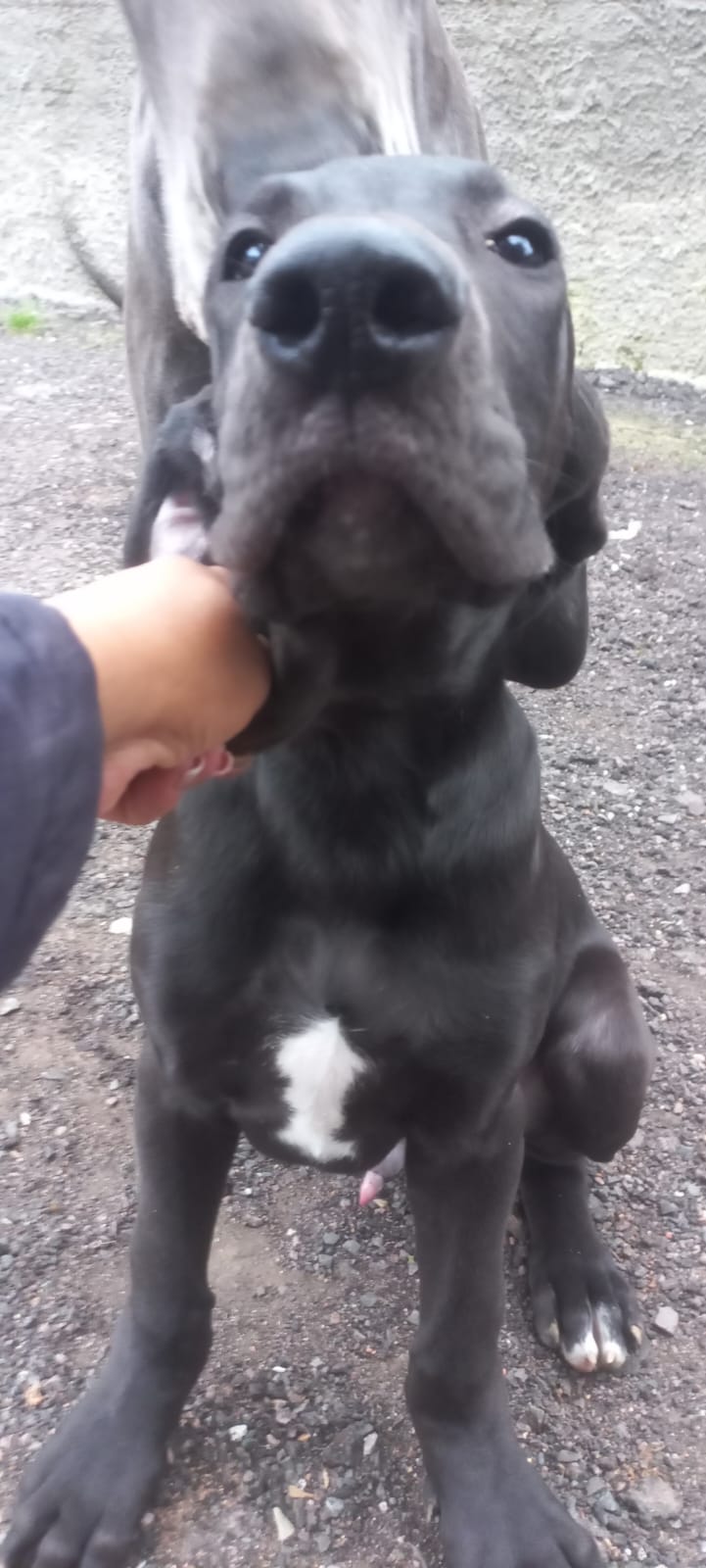 Portal Vendocão Filhote de dog alemão  Curitiba