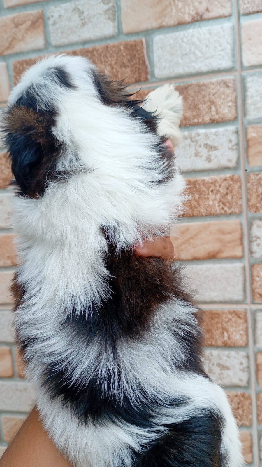 Filhotes de Shih tzu  - Foto 2