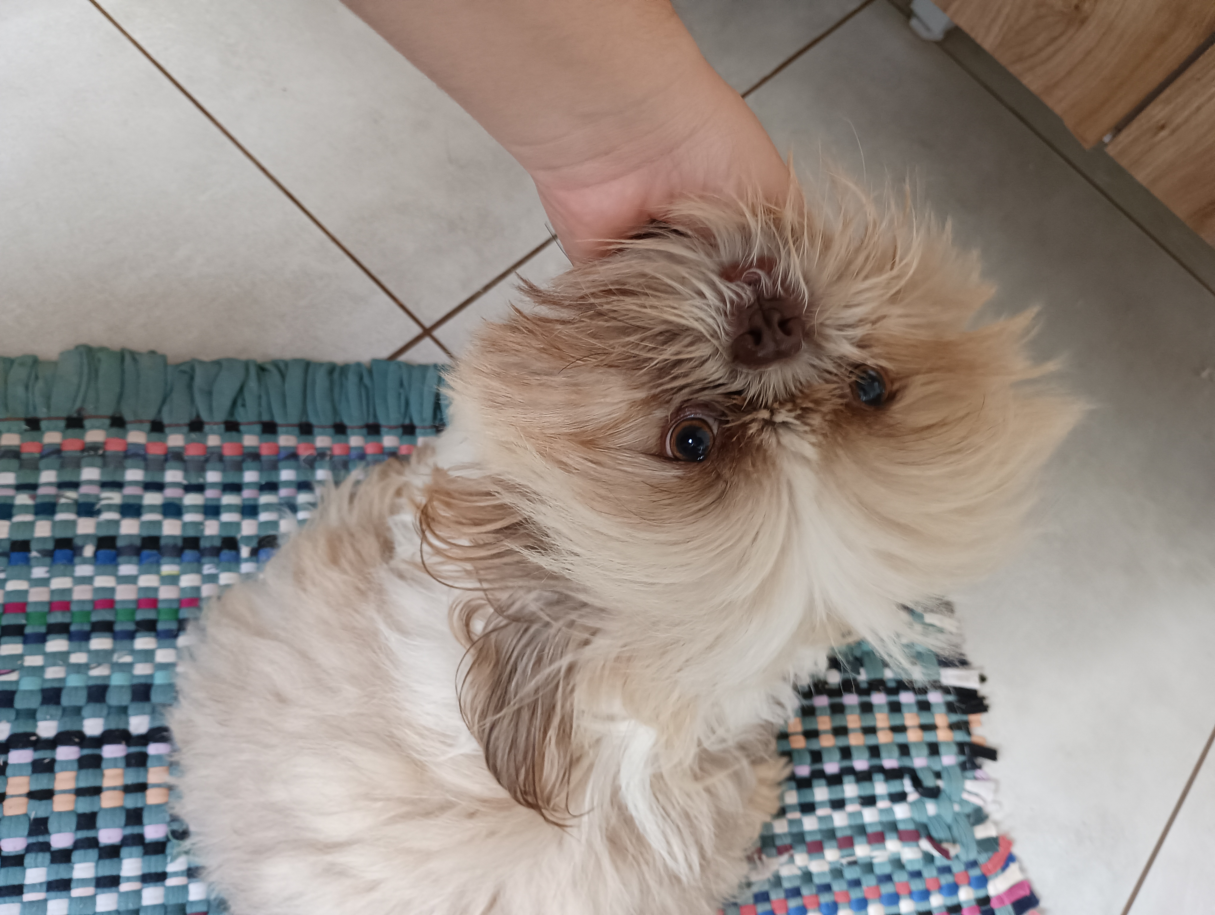 Portal Vendocão Shih tzu  Campo grande 
