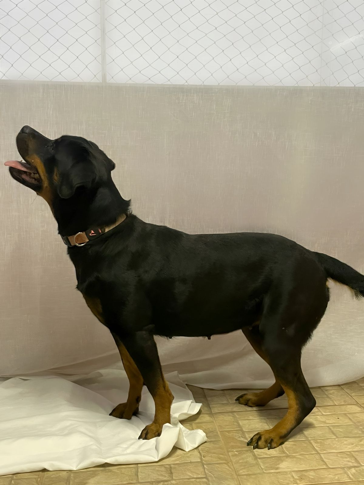 Portal Vendocão Filhotes de Rottweiller (reservas disponíveis) Juiz de Fora