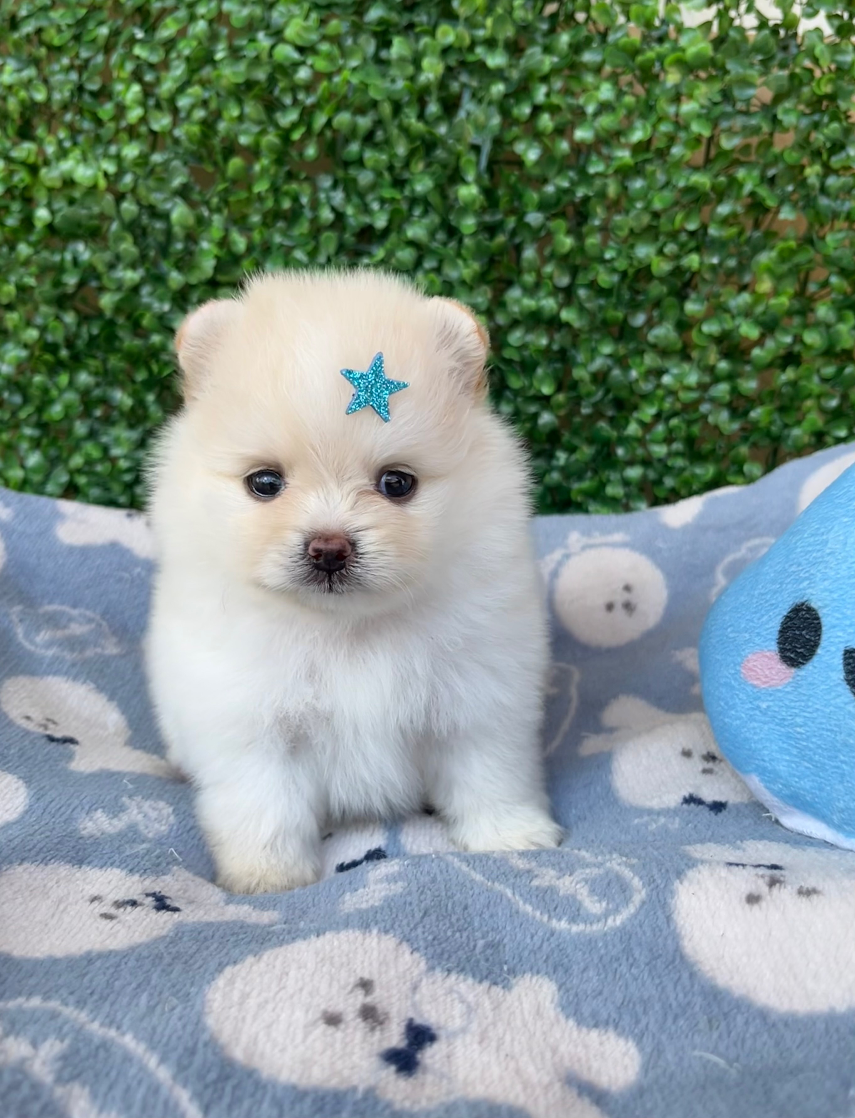 Portal Vendocão Filhote de Lulu da Pomerania anão e ursinho Salvador