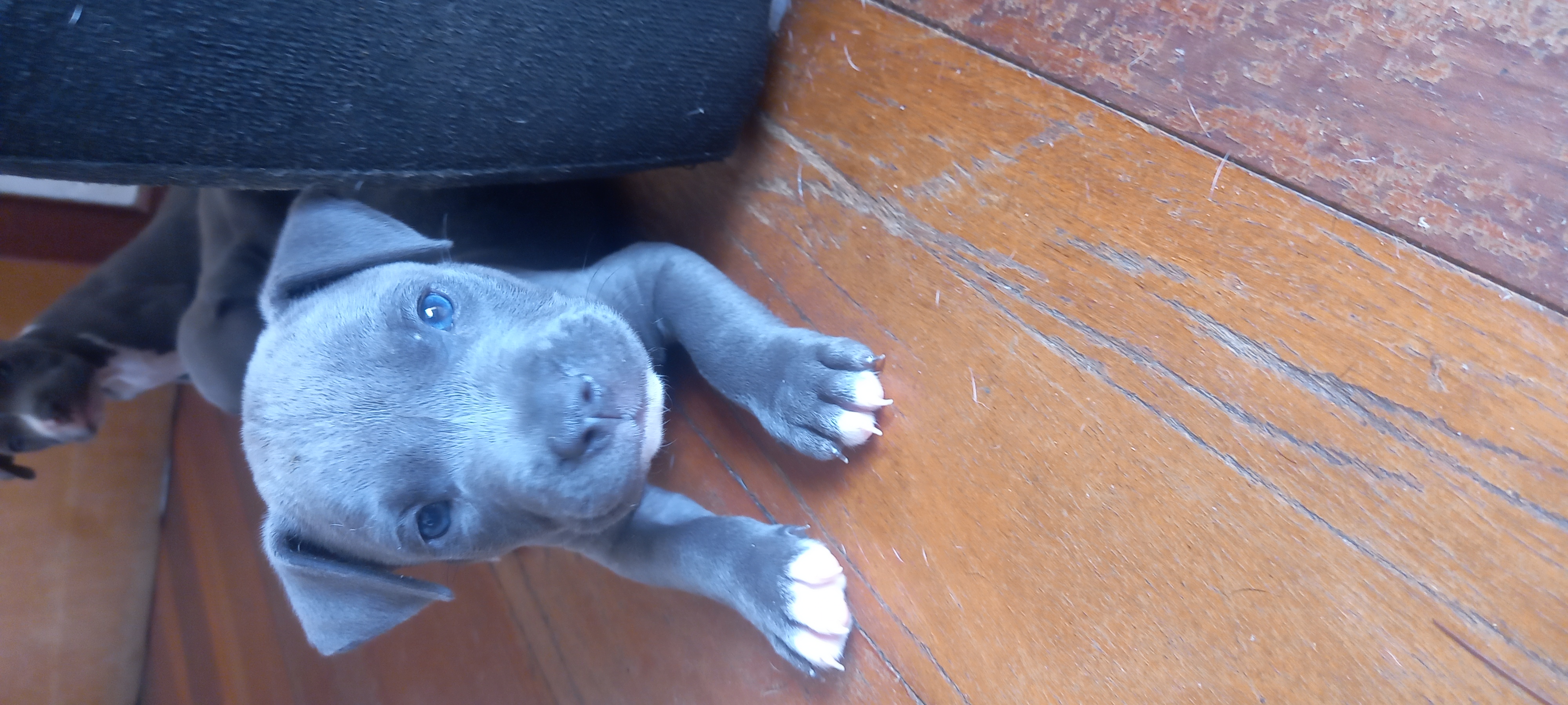 VENDO FILHOTES AMERICAN BULLY (TODOS MACHO/OLHO AZUL) - Foto 2