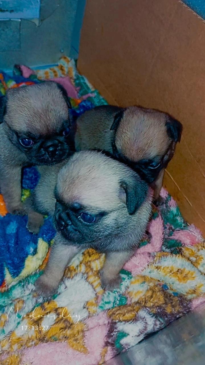 Portal Vendocão Filhotes de.pug  Maringá 