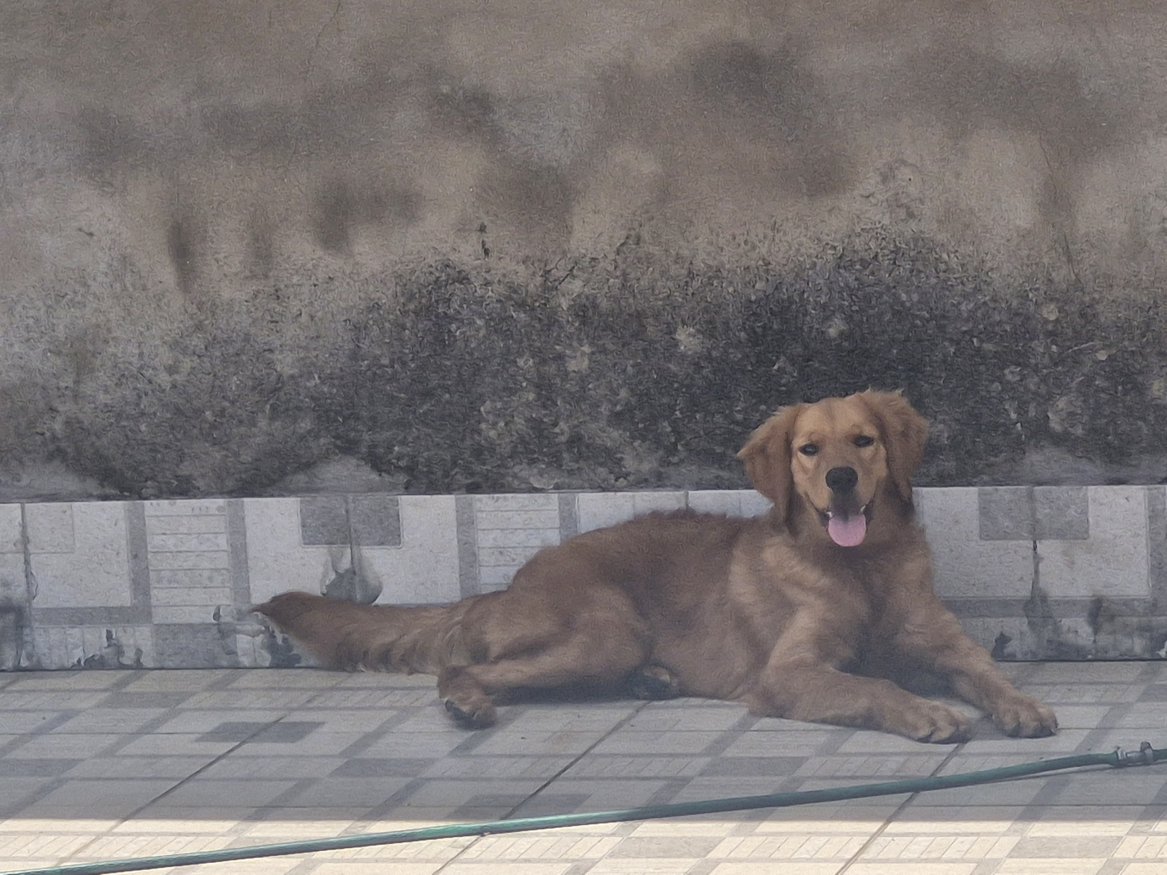 Linda golden retriver 